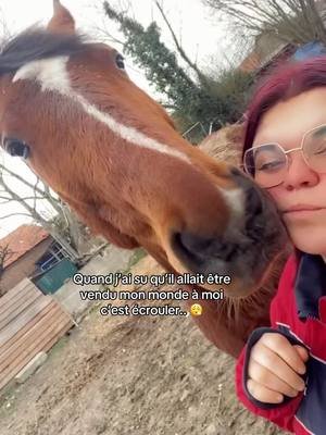 A post by @ideodestroisvallees on TikTok caption: Je donnerais tous ce que j’ai pour faire tous ça une dernière fois… 🥺❤️‍🩹 #pourtoi #fyp #chevaux #equitation #trotteurfrancais #hackerduringeat #monmanque #devinelapersonne 