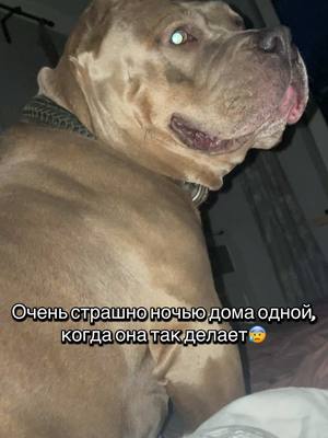 A post by @monster_pride_pitbulls on TikTok caption: А с другой стороны и на страшно😄потому что есть она. #амбулли #ambully #ambullylife #собака #американскиебулли #тренд #рек #реки #PetsOfTikTok #animals 