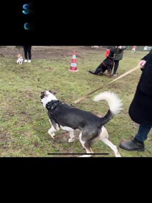 A post by @elisecyno on TikTok caption: Première séance en groupe de l année ! C’est partie merci à tous et bravo très belle séance . #dogaction #education #obeissance #jackrussell #bergeramericainminiature #staffy #beauceron #goldenretriever 