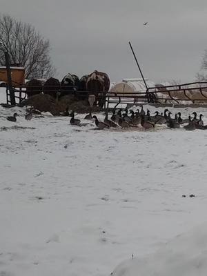 A post by @bigcountry3250 on TikTok caption: I rarely see a duck a year but come the coldest weather these welfare bums show up for meals #dadjokes #ducks #winter #farmlife