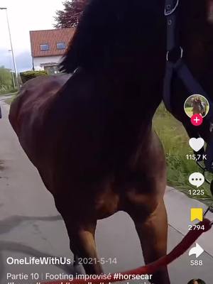 A post by @lesaneriesdegigi on TikTok caption: C’est une compétition à qui sera le plus bête en ce moment ou quoi? #gigiteam #chevaltiktok #chevalpassion❤️ #trotteurfrançais🐎 #horse #chevalpassion #horsesoftiktok #horses #equitation #chevaux 