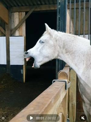 A post by @sora_psar on TikTok caption: Je m'ennuyais l'année dernière je crois 😂 #pursangarabe #cheval #humour #chanson #cejour-là 