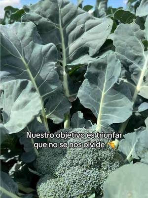 A post by @agroboy_mx on TikTok caption: #CapCut #agro #agronomia #agricultura #agronomo #agroboy #agricultor #campo #metas #sueños #