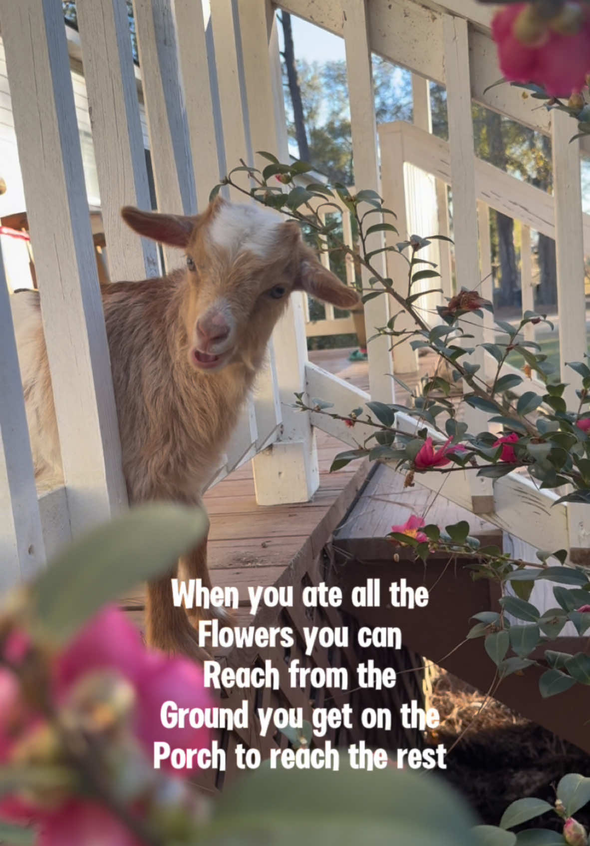A post by @justbeinjordan_ on TikTok caption: I love him so much I’ll let him eat every last flower 😅🤣❤️ #babygoats #goatsoftiktok #faintinggoats 