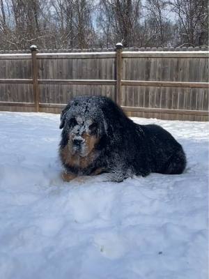 A post by @ruger_and_willow on TikTok caption: 100% made for this cold weather #tibetanmastiff #bigdog #mastiff #cutedogs #snow