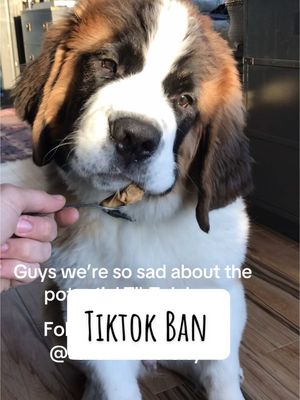 A post by @saint.in.the.city on TikTok caption: I can’t even begin to express how much we will miss this community. I’m thankful to have been able to share all these Midas moments for the majority of his life here on TikTok. Things won’t be the same but find us on IG, we aren’t going anywhere #saintbernard #dogsoftiktok #tiktokpets #fyp #foryoupage 