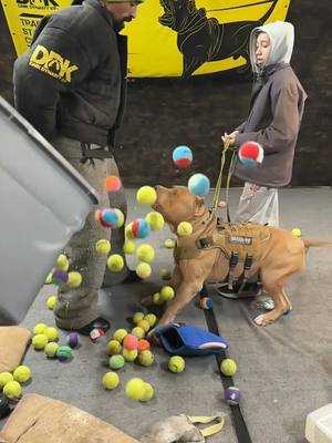 A post by @darkdynastyk9s on TikTok caption: Can your dog do this? His focus is extreme! Amazing! #foryou #dogsoftiktok #fyp 