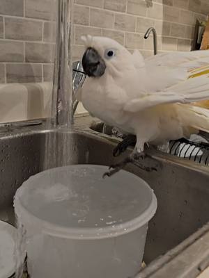 A post by @pennythecockatoo on TikTok caption: #sweet #parrotsoftiktok #fyp 