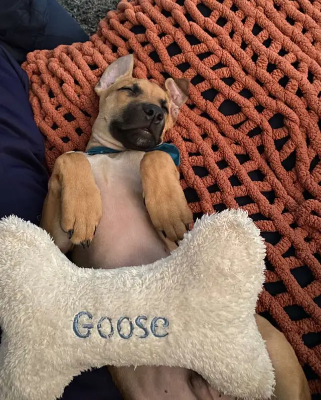A post by @mikkiraymond on TikTok caption: #goose