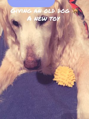 A post by @no.nonsense.nanny on TikTok caption: #godisgood #happy #preview #vitalpetlife #rushready #trending #goviral #Love #beauty #energy #giftideas #Home #newyear #teamwork #foryoupage #resolution #funny #fashion #bluecollar #god #dog #free 