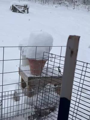 A post by @country_gypsi on TikTok caption: #chickencoop in the #winter #snow 