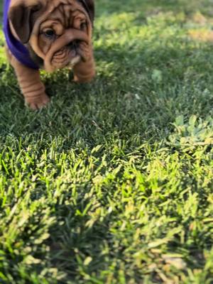 A post by @geb_carla1 on TikTok caption: The prettiest girl #englishbulldog #pets #fyp #saturday #dogsoftiktok 