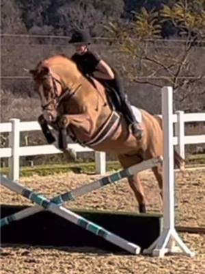 A post by @cant.see.distances on TikTok caption: My first trot jump on Cas 😭🥹 Day 2 of clinic ✅ #cantseedistances #lovemyhorsie #bestboy #cassius #horse #showjumper #cute #animal #fyp