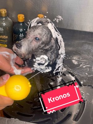 A post by @gabrielfeitosagrooming on TikTok caption: Kronos loved his mud bath! #cutedog #doggrooming 