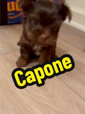 A post by @waltcruz on TikTok caption: Capone #dogparents #yorkiesoftiktok #puppytiktok #puppy #puppylife #puppydog #fypシ゚viral #pettransitionchallenge #Capone #yorkie #microyorkie #yorkiepuppy #saturday #viralvideo 