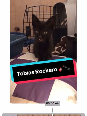 A post by @somosfamiliapeluda on TikTok caption: Tobías Rockero 🎸🐾#mascotas #gato #perros #systemofadown 