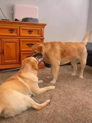 A post by @love.animals746 on TikTok caption: The end 🤣 #pet #cat #dog #cute #animals #foryou #typ