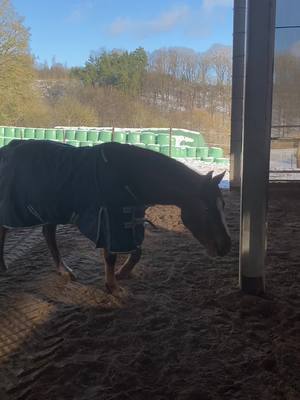 A post by @die.affen_bande on TikTok caption: Stallbesties ❤️ hat dein Pferd einen besten Freund? 🙃 #pferd #horse #pferdeliebe #pferdeleben #happyhorse #offenstall #bestefreunde 