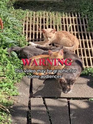 A post by @houston_dog_rescue on TikTok caption: ⚠️ Warning for educational purposes and awareness. Why doesnt this video pull on heartstrings? Imagine living in the streets, unable to see, unable to breathe, unable to seek help medical attention. Please support rescues, these innocent suffering souls depend on #you #cat #kittens saving lives is for everyone. Click our linktree to be redirected to Wolly Kitten Club #tiktok ban is real 