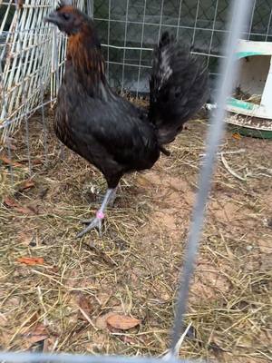 A post by @tonysgamefarm1 on TikTok caption: #gamefowl #gallosfinos💯 #gallos #viral #exotic #texas #houston #tonyguerrero #gamefowlbreeders 