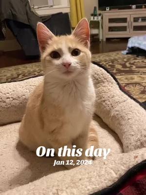 A post by @jacx_n_cats on TikTok caption: #onthisday 