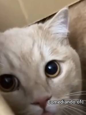 A post by @comediando.ofc on TikTok caption: These videos will improve your day🤣🤣🤣🤣 #animals #funny 