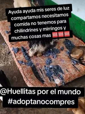 A post by @huellitasporelmundo on TikTok caption: Por favor apoyanos necesitamos camitas o alfombras comida es duro salvarlos de la calle y traerlos pero prefiero que esten conmigo que en la calle donde hay muchas personas malas por favor ayuda 🆘🆘🆘🆘🆘🐾🐾🐾🐾🐾🐾#adoptanocompres🐾 #ayuda #Excallejeros #Excallejeros #saliendoenparati❤️ #huellitasporelmundo 