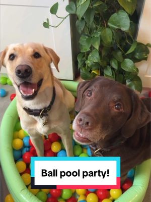 A post by @good.boy.ollie on TikTok caption: It didn’t specify what the pool had to be filled with 🤪