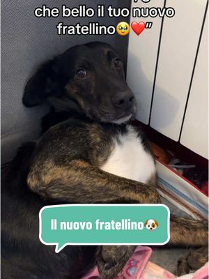 A post by @zoettaealex on TikTok caption: Alex🐶 guarda il tuo nuovo fratellino Cocó 🐶😅😂😂😂 in realtà si vogliono già tanto bene❤️😉 #foryourpage #perte #dogsoftiktok #doglovers #zoettaealex #adottanoncomprare #adottauncanedalcanile 