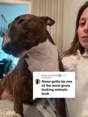 A post by @harrythebull2023 on TikTok caption: Replying to @Driizzy🦋++ you are the first one love 🙂#fypage #dog #puppylove #bullterrierlover #englishbullterrier #bullterriers #englishbullterriersoftiktok #irishdogs #irishtiktok #fyp 