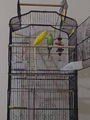 A post by @badgies.fun on TikTok caption: #budgielove #budgielife #budgieskissing #budgies 