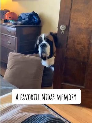 A post by @saint.in.the.city on TikTok caption: Saving our old TikToks and this is always a favorite! During lockdown Midas was the house manager #saintbernard #dogsoftiktok #tiktokpets #fyp #foryoupage 