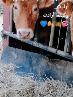 A post by @fatimasoussia31 on TikTok caption: #cejour-là