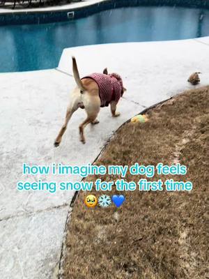 A post by @ashleylgrant on TikTok caption: not enough snow but this boy loved it 🥹😭 #me #aesthetic #stitch #news #dogsoftiktok 