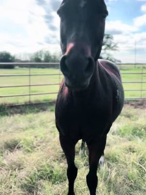 A post by @hensleerodeo102 on TikTok caption: My sweetest boy, Rou, rearing perfectly as asked. He’s amazing💚