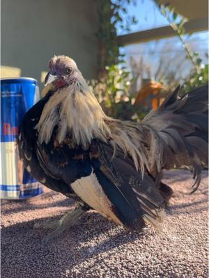 A post by @gallostumbados on TikTok caption: Gallito cara negra que voy a trabajar este año #gallostumbados #gallosfinos #kikiriki #bantam #kikirikiazteca #exotico #2025 #criadero #pet #exotic #birds #fyp 