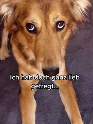 A post by @.lissyfee on TikTok caption: Hast du ein Schmeckie für mich? #lissyfee #mischlingshund #straßenhund #hundefreunde #hundeliebe 