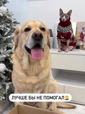 A post by @deni_mani on TikTok caption: Может он специально это сделал?😁 #labr_deni