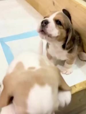 A post by @dog on TikTok caption: THE LITTLE HOWLS 😭❤️ (ig royalty.hunterbeagles) #dog 