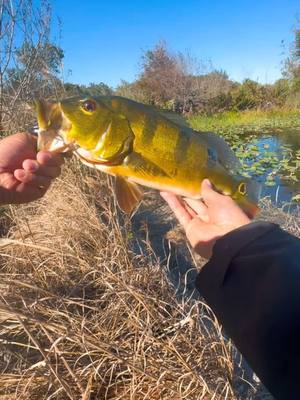 A post by @urbanfloridafishing on TikTok caption: Fishing in the cold is definitely not my favorite thing to do but the peacock bass are out here blowing up on my mutant toad🔥🙌link to my toad is in my bio!  #urbanfloridafishing #southfloridafishing #floridafishing #mutanttoad #fishingvideos #baitcaster #fishing #bassfishing 