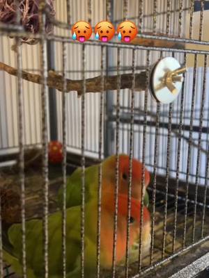 A post by @fernanfloo on TikTok caption: Anda bellaco el pajarito 🤔😅
