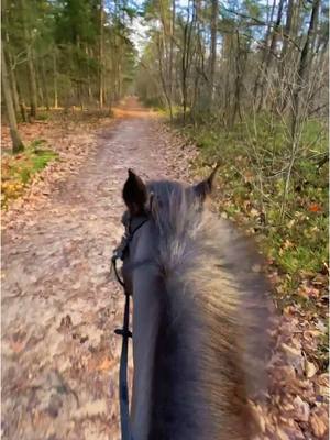 A post by @annaroediger on TikTok caption: Ich liebe diesen Trend .👌🏼#CapCut #equestrian #horsegirl #pferd #riding 