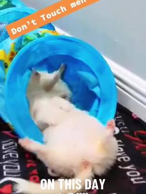 A post by @ranger007 on TikTok caption: I miss these two. Dook In Peace Scully and Mulder. #onthisday #ferrets #ferretsoftiktok #PetsOfTikTok 