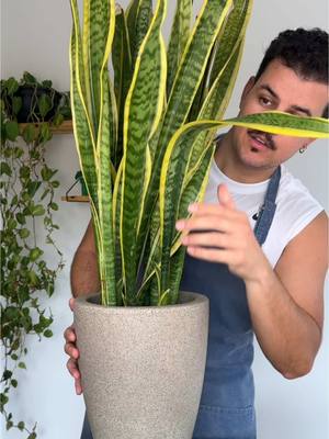 A post by @einikolas on TikTok caption: Extração de fibras da espada de São Jorge (Sansevieria trifasciata) pra fazer corda #sansevieria #plantas #experimento #nikplantas #espadadesaojorge 