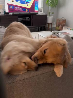 A post by @daisythegoldiee on TikTok caption: The goodest girls have each other 😭