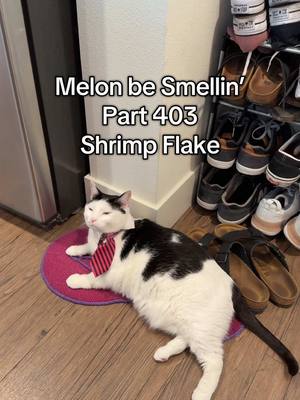 A post by @melon.n.finn on TikTok caption: Melon be Smellin’ Part 403 😤🤢🫡 #MelonBeSmellin #melonnfinn #cat #cats #catsoftiktok #fyp 