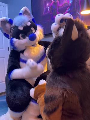 A post by @miles_saber on TikTok caption: @Reverb Husky never saw it coming… 😼 . . Our fursuits are made by Lemonbrat and Multicolorbark! #furryfandom #furrytiktok #multicolorbark #saberfursuit #furry #asexualfurry #lemonbrat 