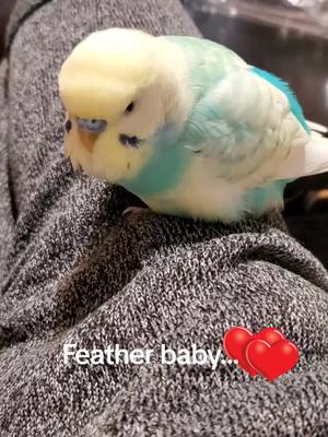 A post by @clementine_33 on TikTok caption: I will love you always #petlover #fypp #photography #bird #cutecat #cutedog 