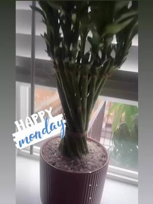 A post by @rosasantos47 on TikTok caption: #greenscreenvideo #happymonday #happymondayeveryone #rosasantos47 #luckybamboo #luckybambooplant #bambooplant #bamboo #bambooplants #goodvibes #goodvibes💕 #planta #🎋 #🎋fc🔥 #🌱 #🌱☘️🌾 #🌱🌱🌱 #🌱🌱🌱🌱🌱 