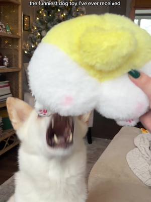 A post by @molly.rutter on TikTok caption: Guys this might be your last chance to take advantage of TikTok shop so why not let your last purchase be one that’ll make you laugh hysterically 🍑 #tiktokshopmademebuyit #tiktokshopfinds #dogtoy #corgisoftiktok 